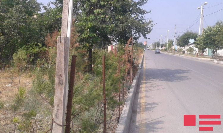 Ucar şəhərində ağaclar qurudu -  suvarılma işləri aparılmayıb 